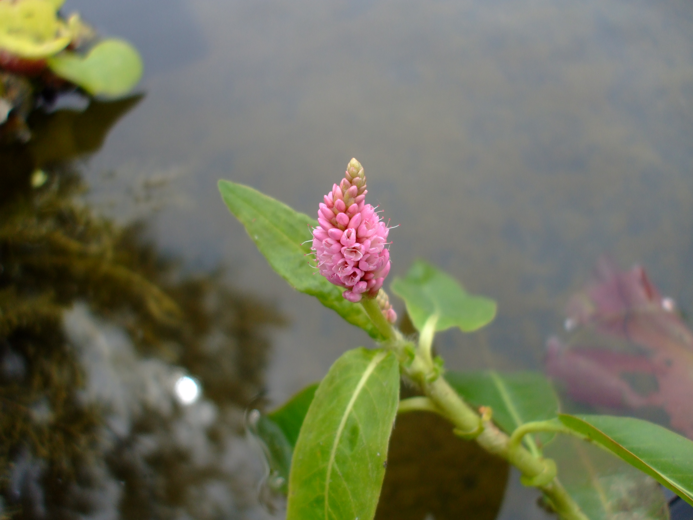 Persicaria amphibia